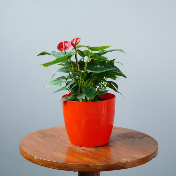 Anthurium Red - Image 4
