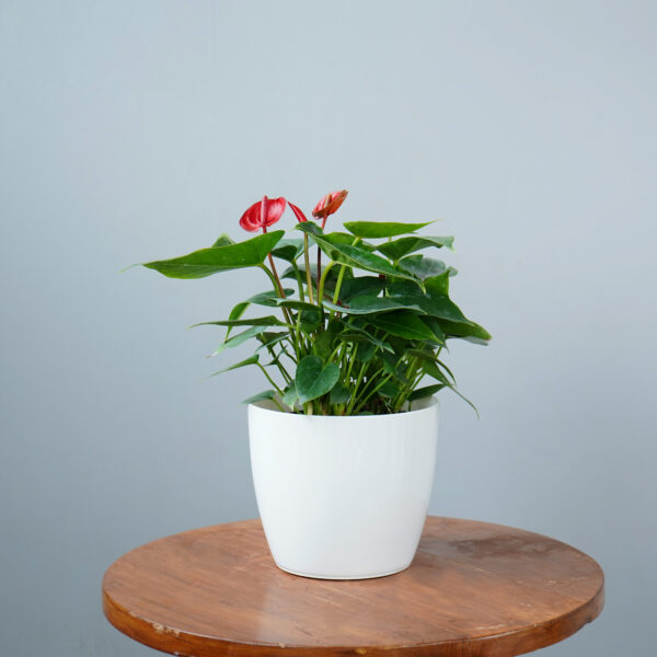 Anthurium Red - Image 5
