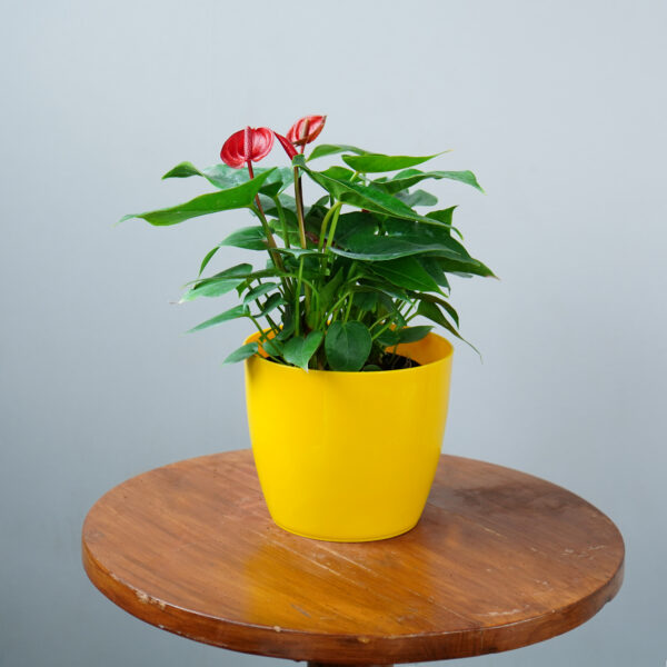 Anthurium Red - Image 6