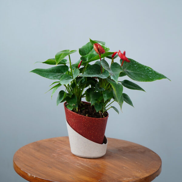 Anthurium Red - Image 7
