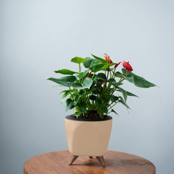 Anthurium Red - Image 8