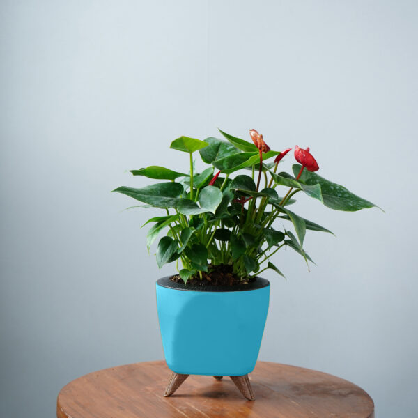 Anthurium Red - Image 9