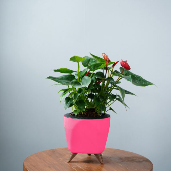 Anthurium Red - Image 10
