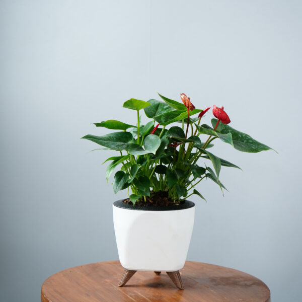 Anthurium Red