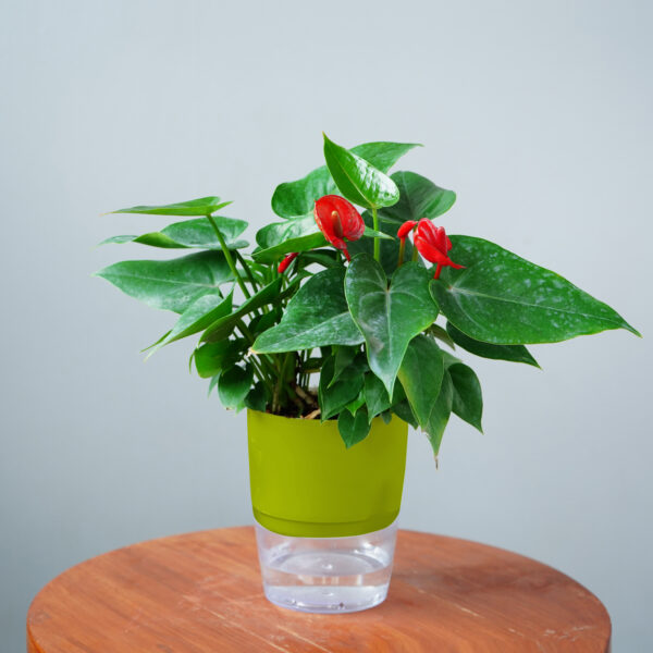 Anthurium Red - Image 13