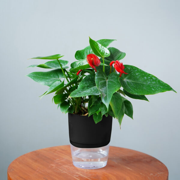 Anthurium Red - Image 14