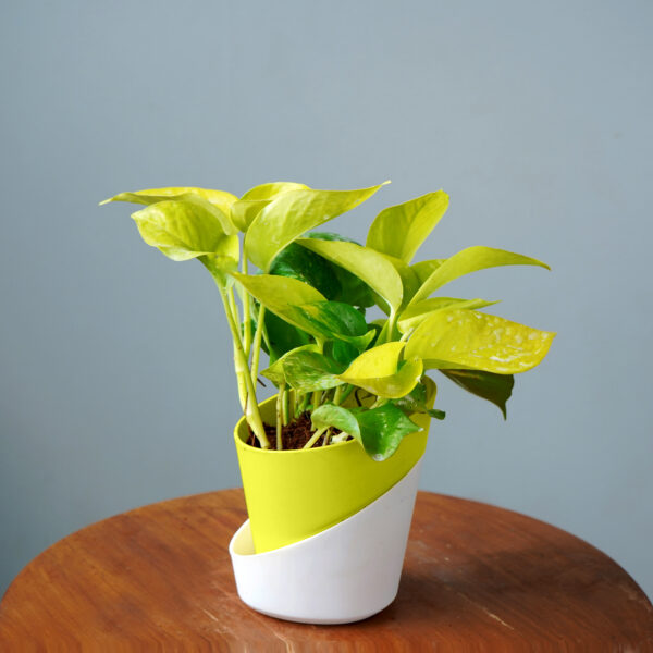Money Plant Golden - Image 2