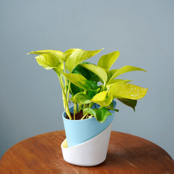 Money Plant Golden - Image 4