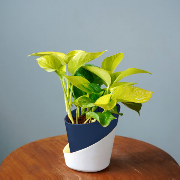Money Plant Golden - Image 3