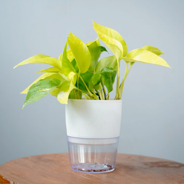 Money Plant Golden - Image 6