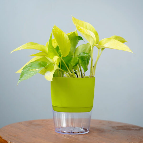Money Plant Golden - Image 7