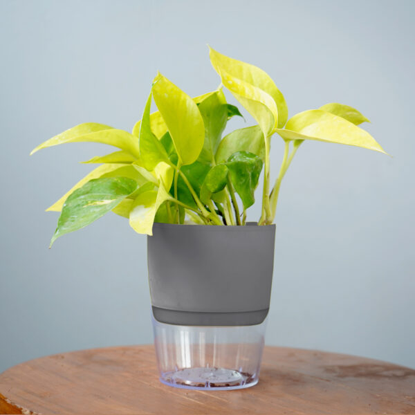 Money Plant Golden - Image 8