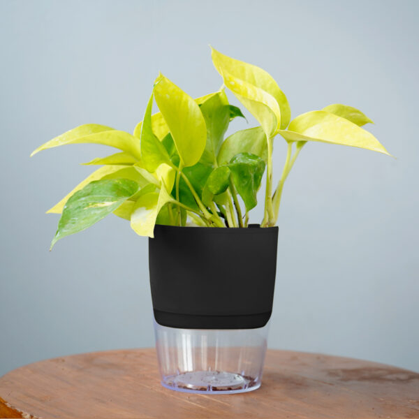 Money Plant Golden - Image 9