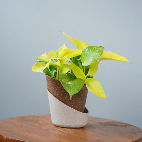 Money Plant Golden - Image 14