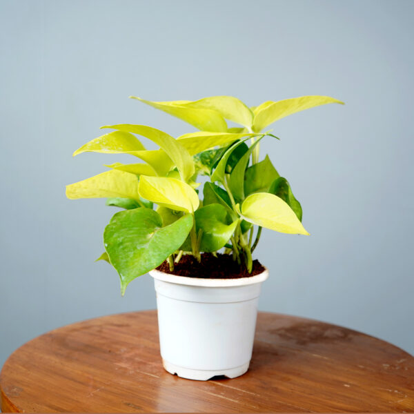 Money Plant Golden