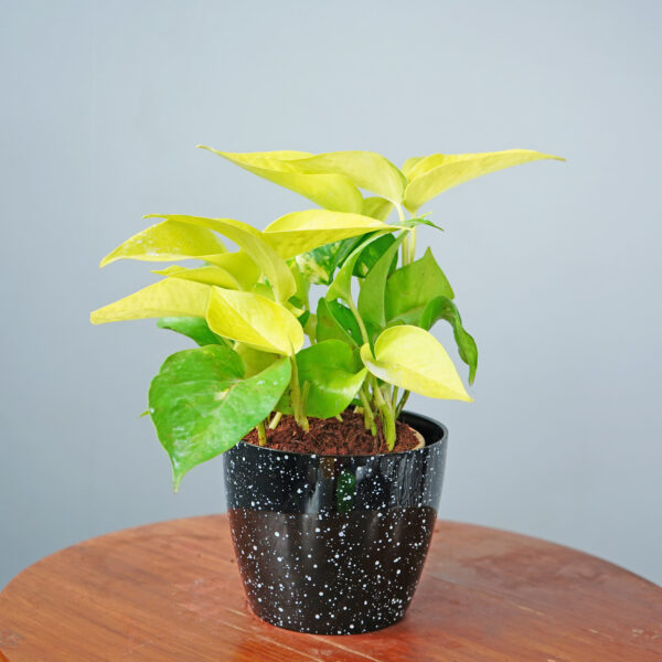 Money Plant Golden - Image 12