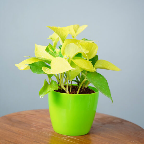 Money Plant Golden - Image 13
