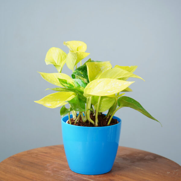 Money Plant Golden - Image 11