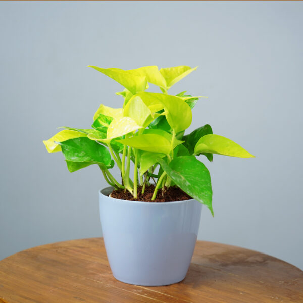 Money Plant Golden - Image 10