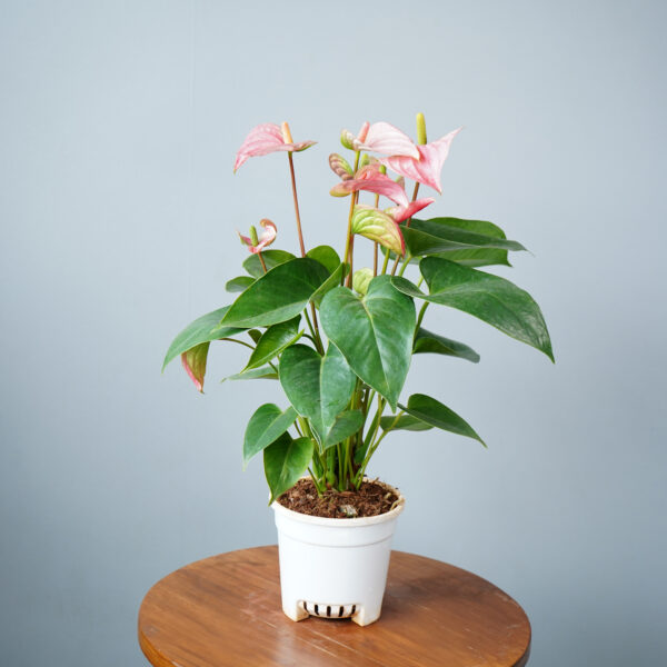 Anthurium Pink