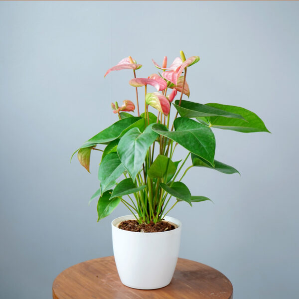 Anthurium Pink - Image 2
