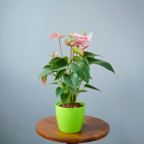 Anthurium Pink - Image 3