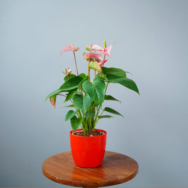Anthurium Pink - Image 4