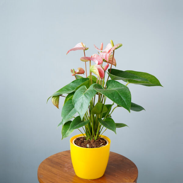 Anthurium Pink - Image 5