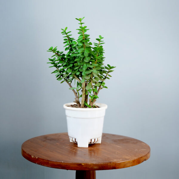 Lucky Jade Plant