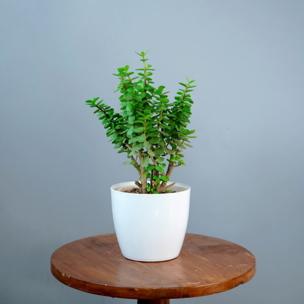 Lucky Jade Plant - Image 2