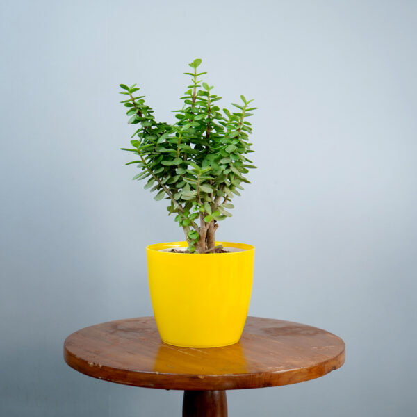 Lucky Jade Plant - Image 3