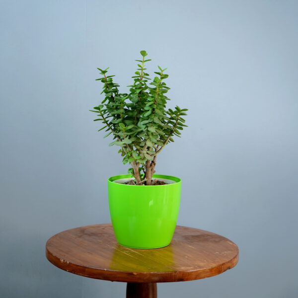 Lucky Jade Plant - Image 4