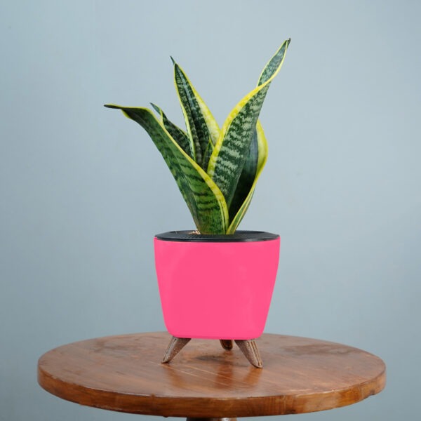 Snake Plant - Image 8