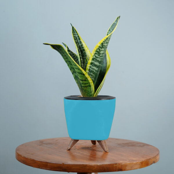 Snake Plant - Image 16