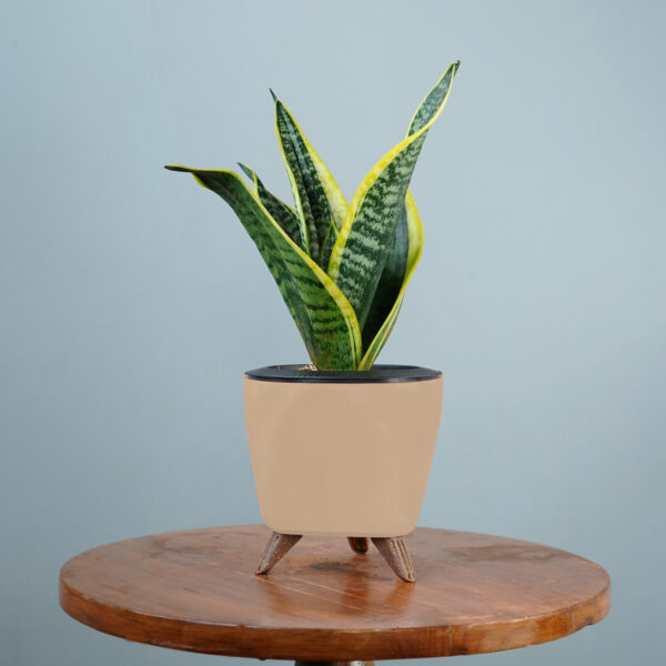 Snake Plant - Image 15