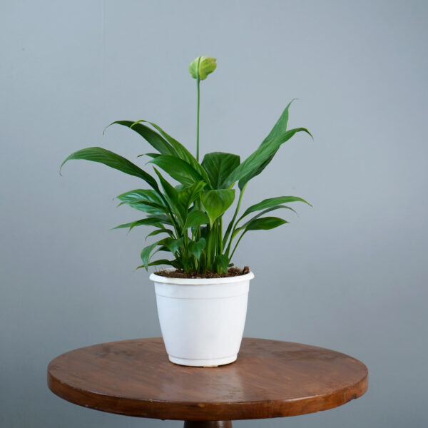 Peace Lilly - Image 2