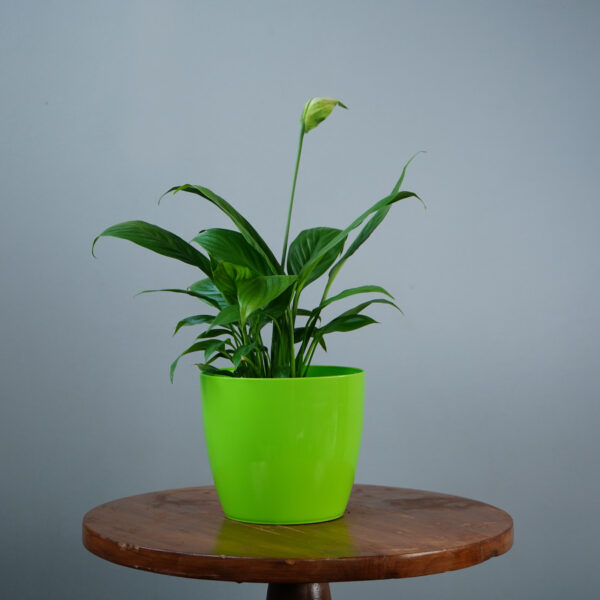 Peace Lilly - Image 3