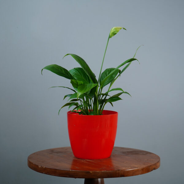 Peace Lilly - Image 4