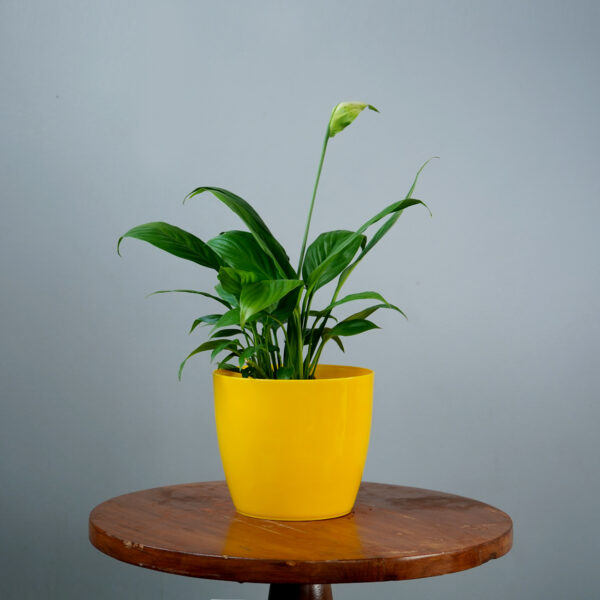 Peace Lilly - Image 5
