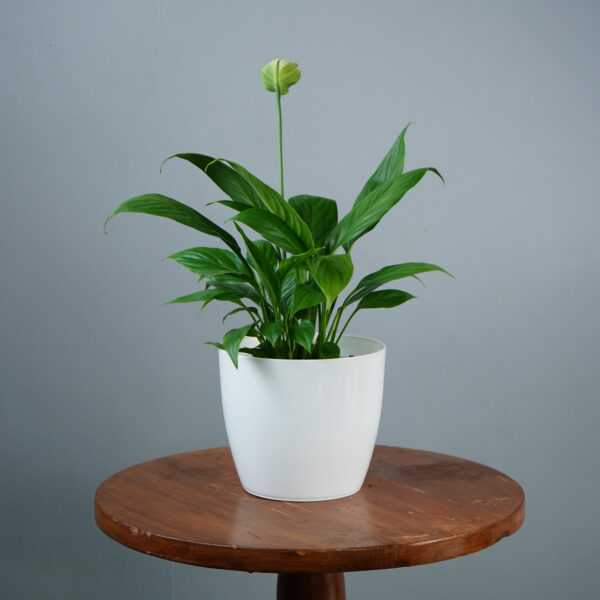 Peace Lilly