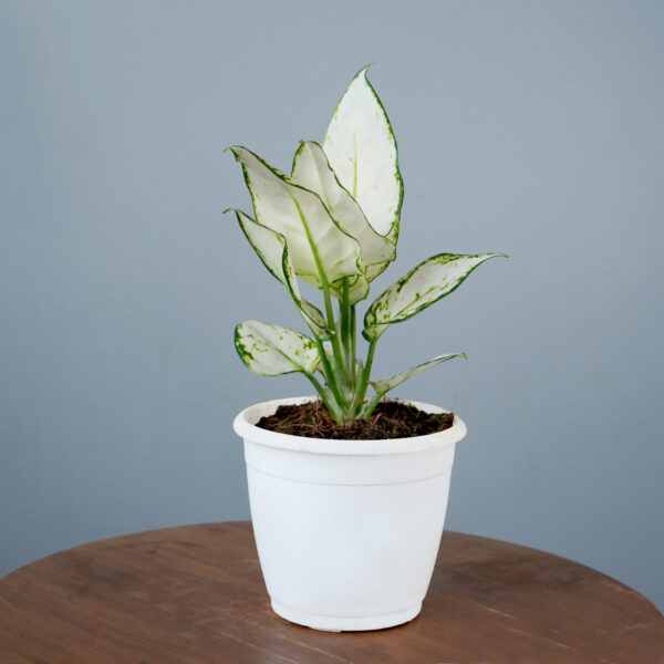 Aglonema Super White