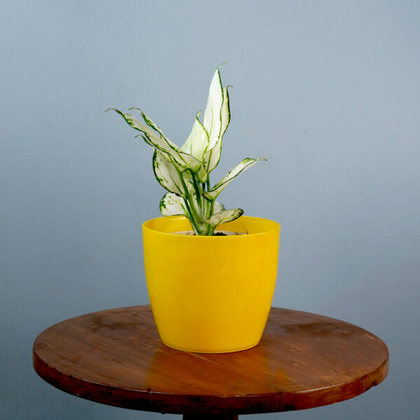 Aglonema Super White - Image 2
