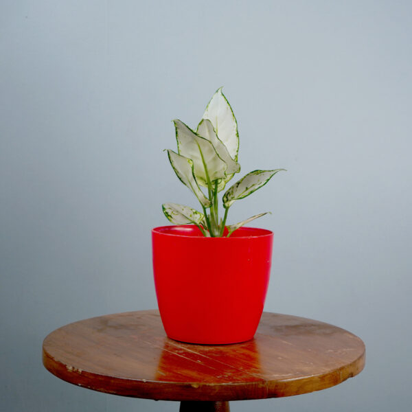 Aglonema Super White - Image 3