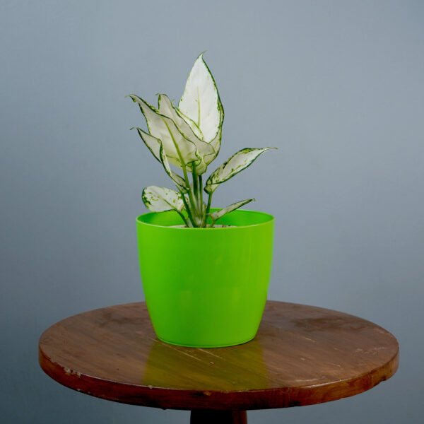 Aglonema Super White - Image 4