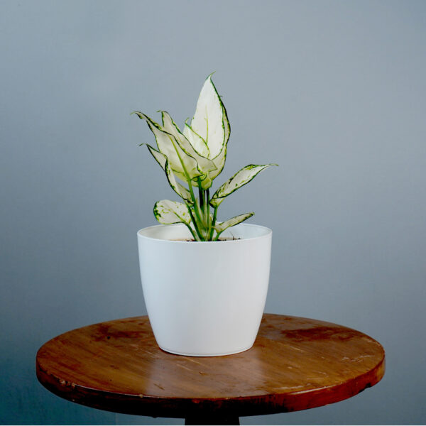 Aglonema Super White - Image 5