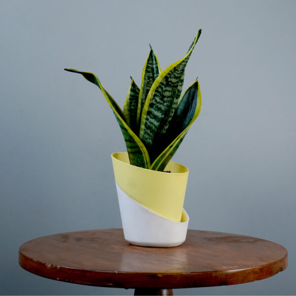 Snake Plant - Image 14