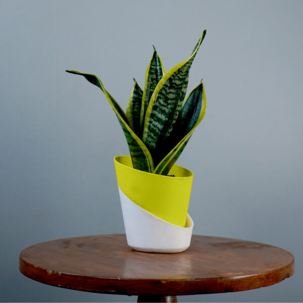 Snake Plant - Image 13