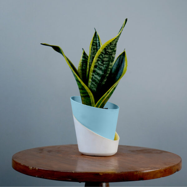 Snake Plant - Image 12