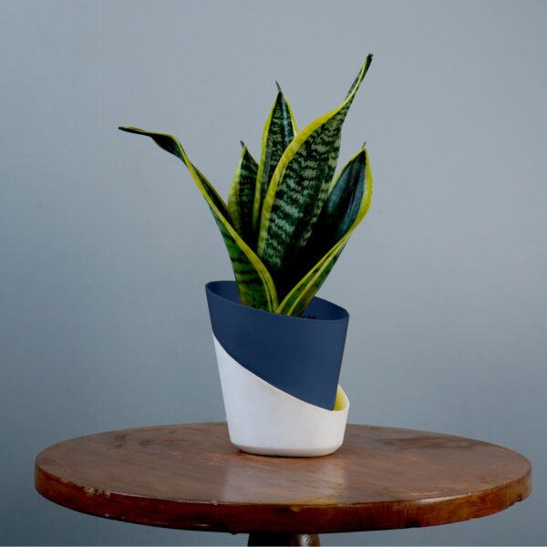 Snake Plant - Image 11