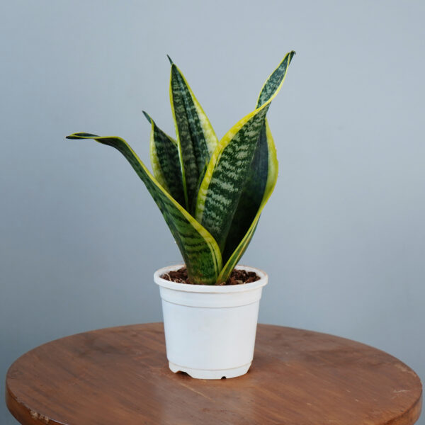 Snake Plant - Image 10